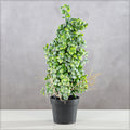 eucalyptus bonsai