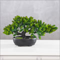 Mini bonsai plant