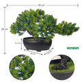 20cm potted bonsai