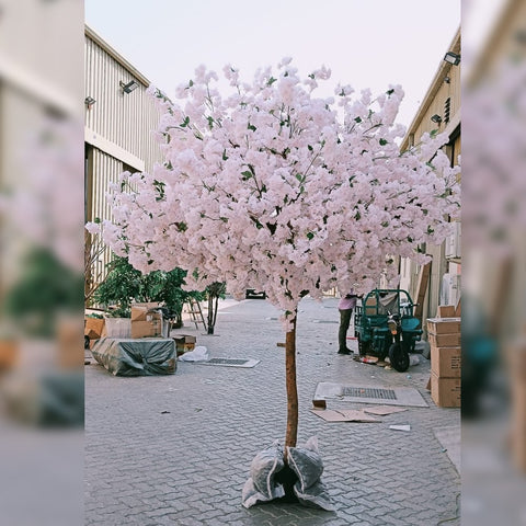 Blossoming Beauty : Pink Cherry Blossom Tree in Urban Setting for display purposes only (non-sale)