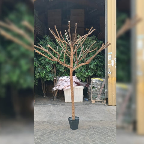 Blossoming Beauty : Pink Cherry Blossom Tree in Urban Setting for display purposes only (non-sale)