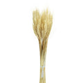 Dried natural wheat white and brown