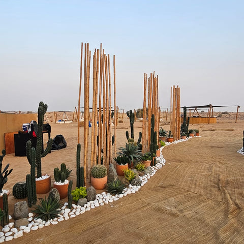 Desert Oasis Gateway to Tranquility for display purposes only (non-sale)