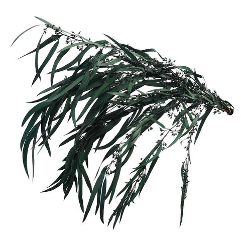 dried gumtree flowers
