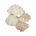 1 KG natural sea shell