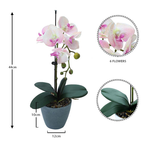 Potted orchids for home décor