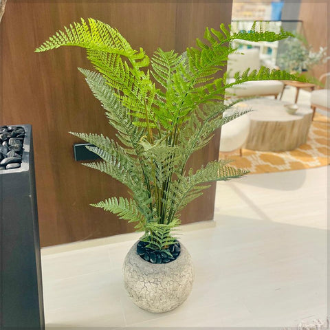 Elegant Indoor Plants for Decoration  for display purposes only (non-sale)