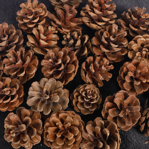 natural pine cones