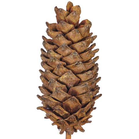 pinecone sticks