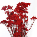 Preserved Floral Arrangements