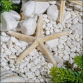 Natural starfish decoration
