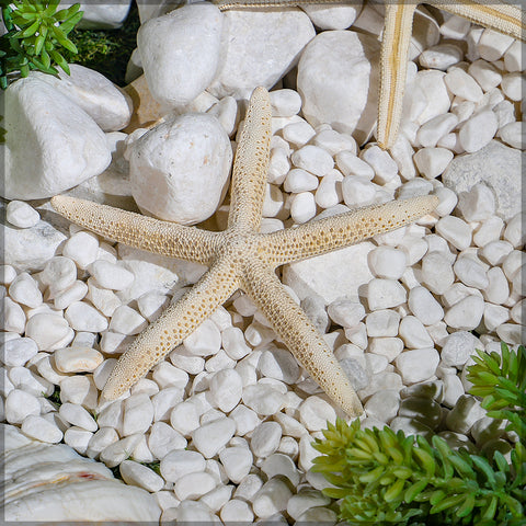 Natural starfish decoration