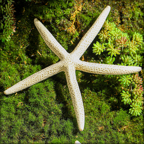 Starfish decorations