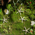 Dried starfish