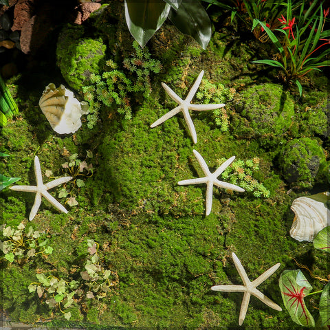 Dried starfish