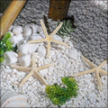 Coastal starfish accents