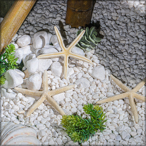 Coastal starfish accents