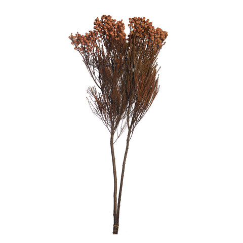 Preserved Flower Bunch
