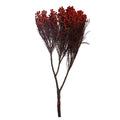 Preserved Dried Flowers