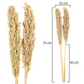Dried sorghum decor stems