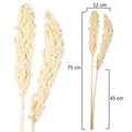 Dried sorghum stems