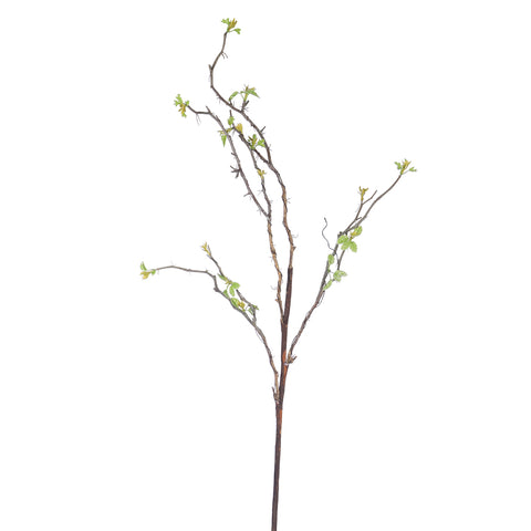 Stick Branches With Small Leaves Spring