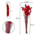 Natural Bunny Tail Pampas