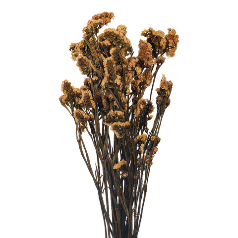 Dried flowers for arrangements