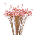 natural dried flowers