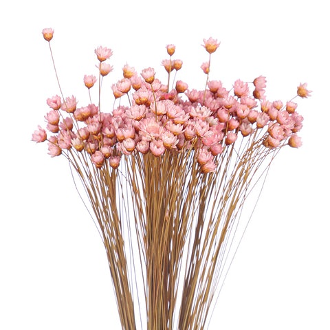 natural dried flowers