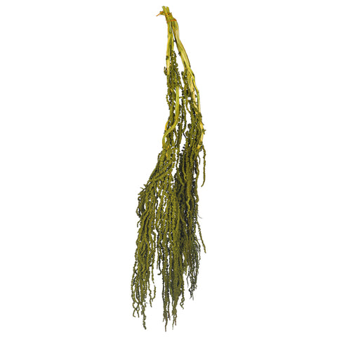 Preserved Dried Hanging Flower