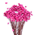 dried star flower craft