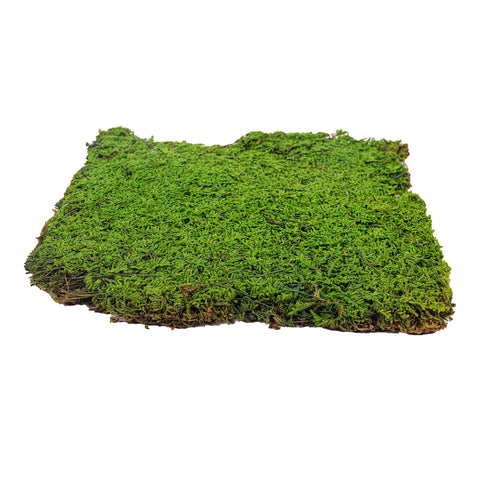 decorative moss for crafts