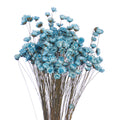 dried star flower bunch