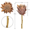 silk protea bloom
