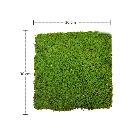moss for terrariums