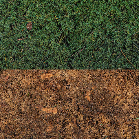 craft moss sheet