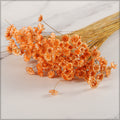 preserved star flowers