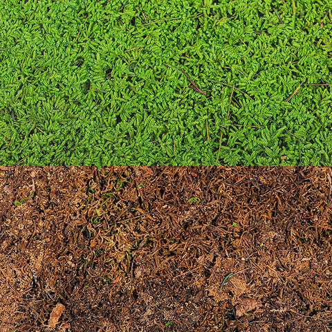 preserved moss bulk