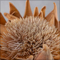 dried protea decor