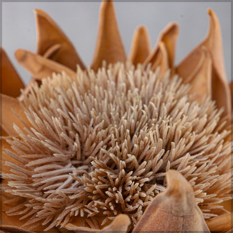 dried protea decor