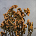 Statice sinuata preserved flower