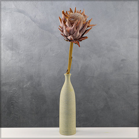 preserved protea flower
