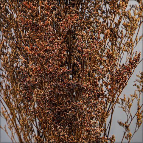 Natural dried statice flowers