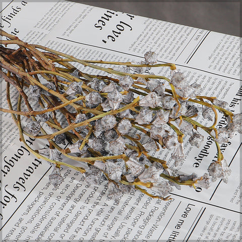 Preserved Eucalyptus Fruit