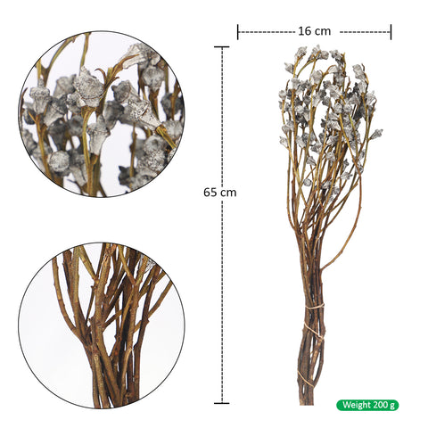 Dried Eucalyptus Fruit