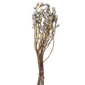 Natural Preserved Dry Eucalyptus Fruit