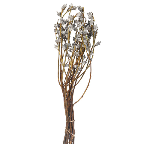 Natural Preserved Dry Eucalyptus Fruit
