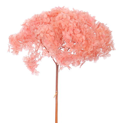 Natural Preserved Dried Hydrangea Flower
