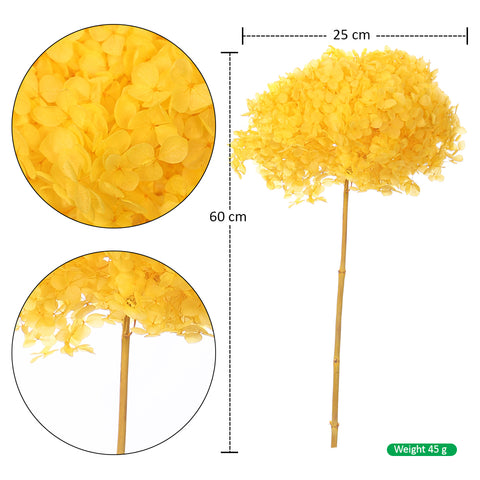 Natural Preserved Dried Hydrangea Flower